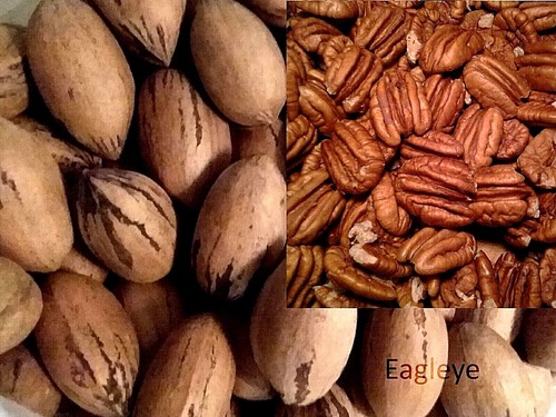 Pecans shell large whole - pecans,