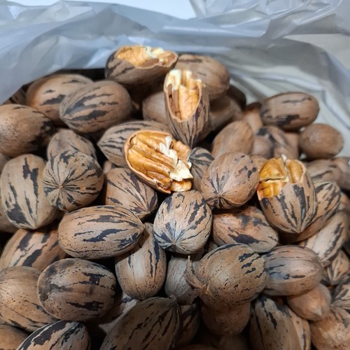 Louisiana pecans shell 2026 - pecans, shell-2026