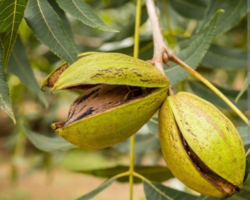 Georgia pecans 2026 crop - georgia,